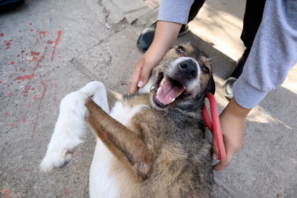 길거리에 장난기있는 강아지를 여자의 초상화 — 스톡 사진