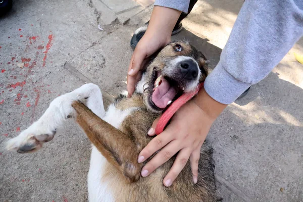 Woman Hands Holding Lying Playful Dog Street Portrait Cheerful Dog — Stock Photo, Image