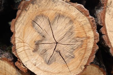 Ahşabı ahşap kaplamalı, otantik ahşap kaplamalı doğal ahşap desenli, ağaç gövdesinin ahşap desenli.,