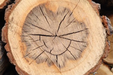 Ahşabı ahşap kaplamalı, otantik ahşap kaplamalı doğal ahşap desenli, ağaç gövdesinin ahşap desenli.,