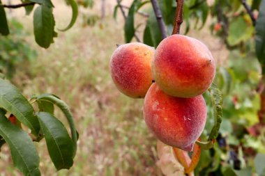 Taze şeftalilere yakın, meyve dolu şeftali ağacı organik bahçede yetişiyor ve yaprakları var.