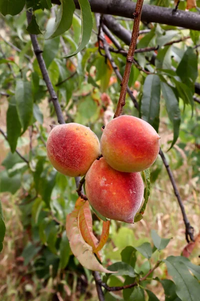 Zbliżenie Świeżych Brzoskwiń Brzoskwinia Owocami Rosnącymi Ogrodzie Ekologicznym Liśćmi Wokół — Zdjęcie stockowe
