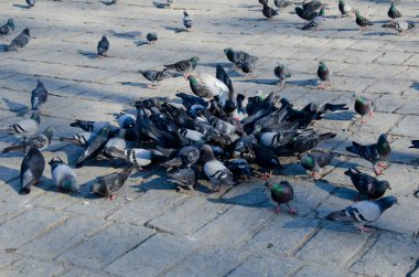 Sokakta soyutlanmış güvercin kalabalığı, güneşli bir günde kaldırımdan yemek yiyen güvercinler.
