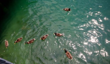 Güneşli bir günde göletteki bir grup Mallard ördeği. Güneş ışınlarının İsviçre 'deki Zürih Gölü' nün, su yüzeyindeki yansıması.