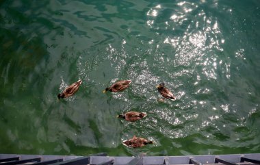 Güneşli bir günde göletteki bir grup Mallard ördeği. Güneş ışınlarının İsviçre 'deki Zürih Gölü' nün, su yüzeyindeki yansıması.