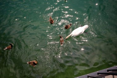 Güneşli bir günde göletteki bir grup Mallard ördeği İsviçre 'de Zürih Gölü' nde beyaz kuğu ve su yüzeyindeki güneş ışınlarının yansıması.