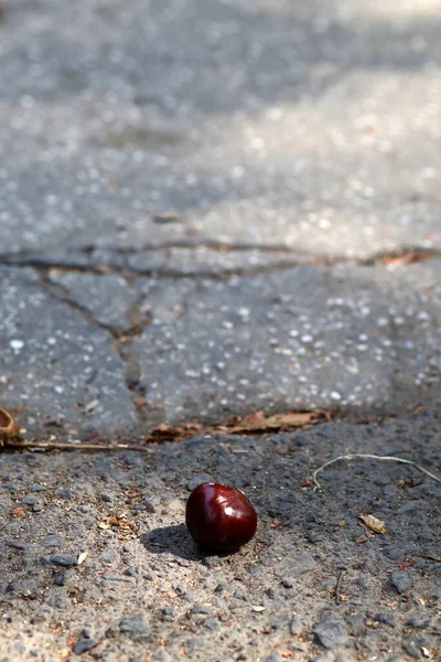 Castanha Cavalo Iluminado Pelo Sol Conker Pavimento Rachado Foco Seletivo — Fotografia de Stock