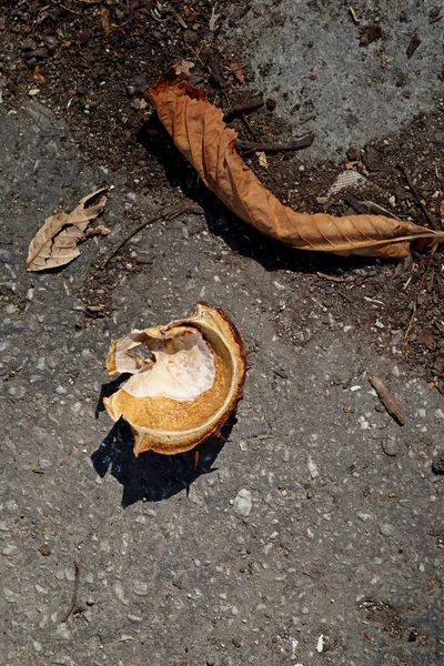 Castaño Del Castaño Indias Aesculus Hippocastanum Conker Castaño Indias Pavimento —  Fotos de Stock