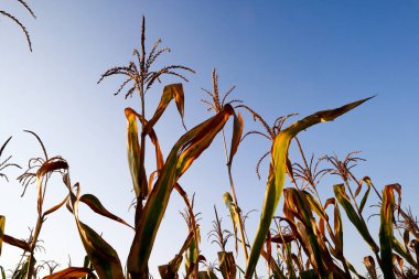 Kuru mısır tarlasının mavi gökyüzü arkaplanı, gün batımında güneşle aydınlanır. 