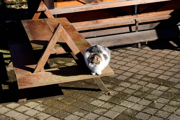 Kot Domowy Patrząc Dala Kamery Drewnianej Ławce Słoneczny Dzień — Zdjęcie stockowe