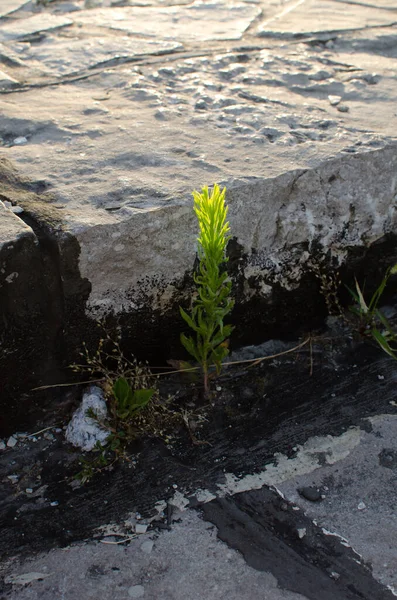 Planta Verde Crescendo Pedra Rachada Close Clarear Pela Luz Solar — Fotografia de Stock