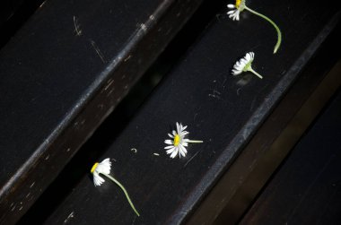 Parktaki siyah bankta papatya çiçeklerini kes, Daisy, çim papatyası, İngiliz papatyası, Bellis perennis 