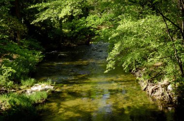 Dağ nehri, güneşli bir günde yeşil ormandan akıyor, doğa duvar kağıdı.