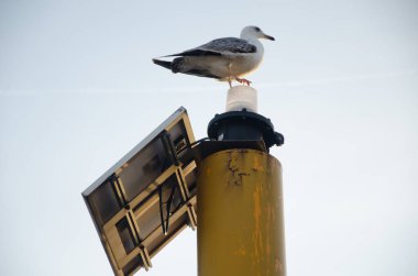 Küçük ışık kulesinin tepesinde duran martı, İstanbul 'un İstanbul kentindeki Boğaz rıhtımında lambayla direğin üzerinde duran yalıtılmış kuş, arka planda gri gökyüzü ile birlikte güneş batıyor.