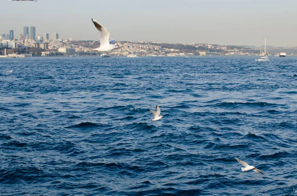 Seagull Flying Bosphorus Istanbul Blue Water City Background Sunny Day — Stock Photo, Image