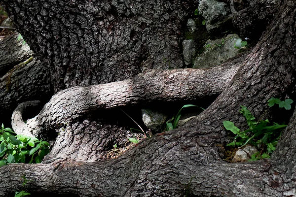 Neobvyklé Velké Propletené Kořeny Stromu Listím Detail Propleteného Kořene Stromu — Stock fotografie