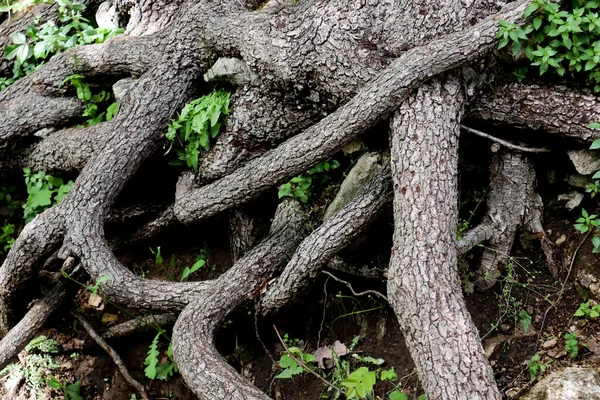 Las Raíces Insólitas Grandes Entretejidas Del Árbol Con Follaje Detalle — Foto de Stock