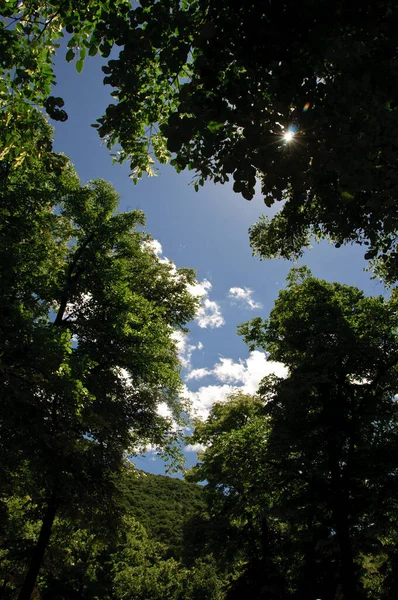 Detalle Del Cielo Azul Luz Del Día Través Hojas Verdes — Foto de Stock