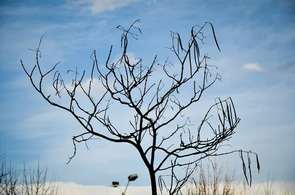 寒い冬の日に青い雲が立ち並ぶシルエットのような一本の裸の木 — ストック写真