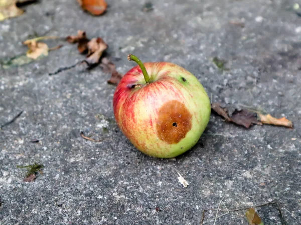 Maçã Madura Vermelha Verde Com Mancha Podre Caída Árvore Asfalto — Fotografia de Stock