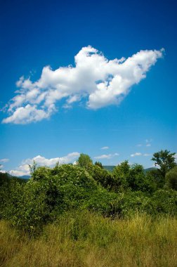 Mavi gökyüzünde yeşil yapraklı, dikey manzaralı izole bir manzara., 