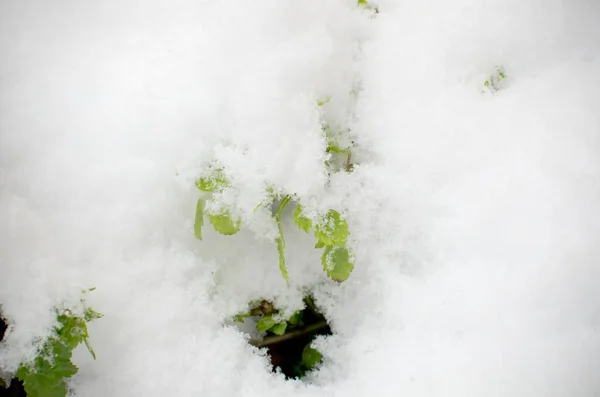 Frágil Fresco Verde Plantas Primavera Sob Neve Pesada Março Jardim — Fotografia de Stock