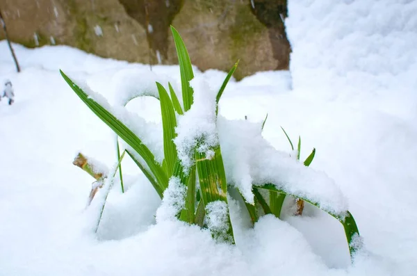 Frágiles Plantas Primavera Verde Fresco Bajo Nieve Pesada Marzo Jardín —  Fotos de Stock