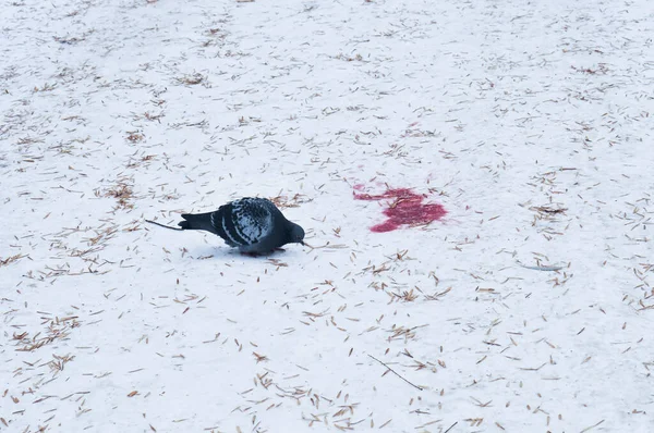 冬の都会の鳥雪の中のカメ冬の霜の日に新鮮な雪とモミの木の乾燥した針を鳩血のように赤い染色 スペースをコピー — ストック写真