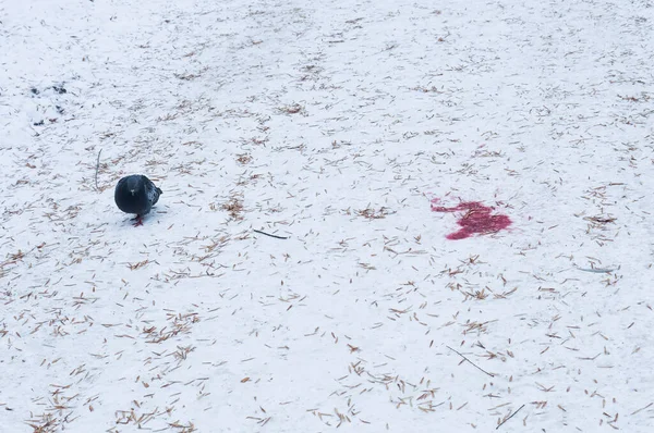 Roldana Neve Pássaro Cidade Inverno Pomba Neve Fresca Agulhas Secas — Fotografia de Stock