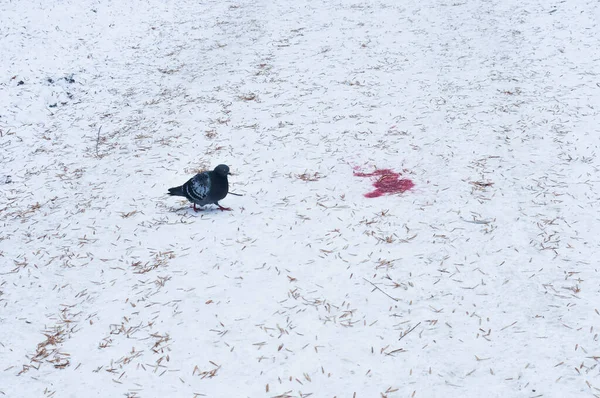 Tórtola Nieve Ave Ciudad Invierno Paloma Nieve Fresca Agujas Secas —  Fotos de Stock