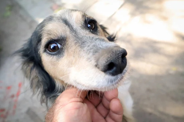 Mano Hombre Tocando Cabeza Del Perro Triste Primer Plano Cara Fotos De Stock