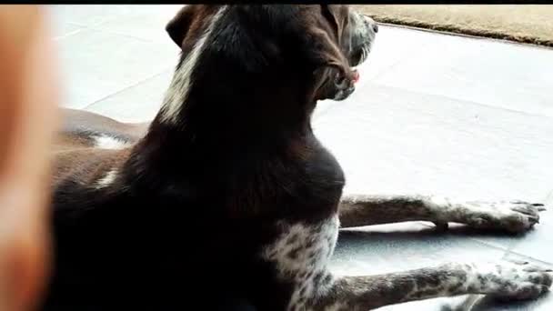Un perro sentado frente a una tienda y tomando el sol — Vídeo de stock