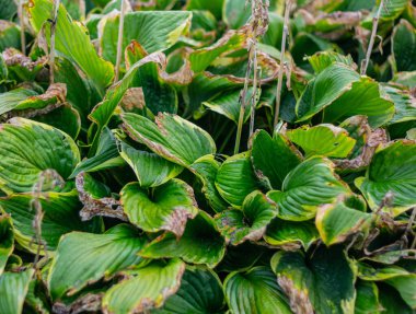 Hosta 'nın solmuş yetiştiricisi.