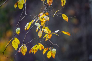 Sarı yapraklar dalda.