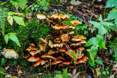 Bir kütükte kahverengi mantarlar.