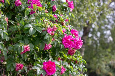 Köpek gülü çalılığındaki pembe çiçek.