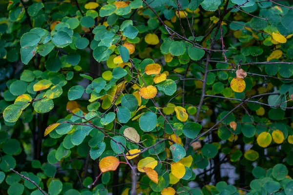 Зеленые и желтые листья на позднем завтраке дерева . — стоковое фото