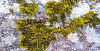 Yosun kaplı bir kaya..