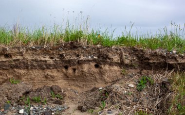 Yuvaları çimlerle kaplı küçük bir kum çıkıntısında..