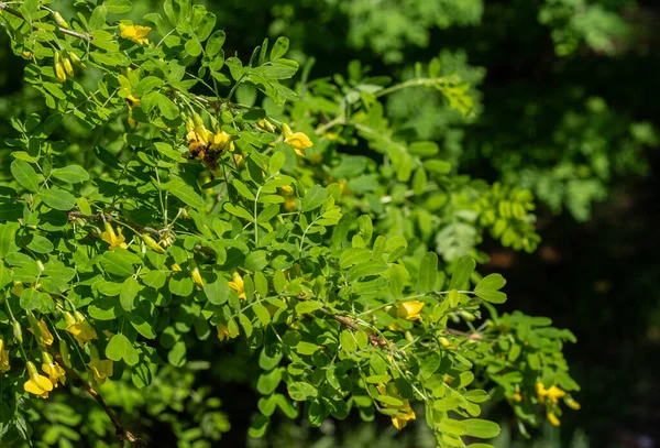 大黄蜂从相思树的黄色花朵中采集花蜜. — 图库照片