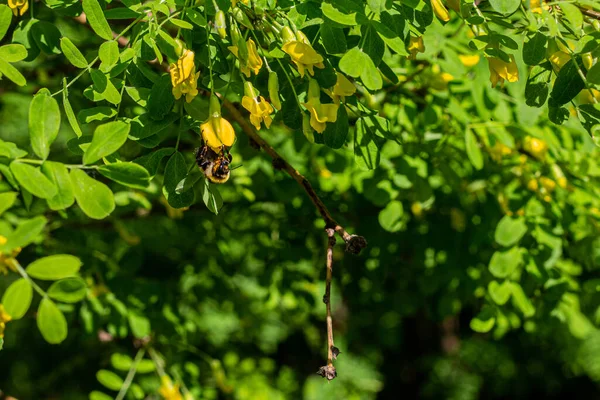Hummel sammelt Nektar aus den gelben Blüten des Akazienstrauches. — Stockfoto