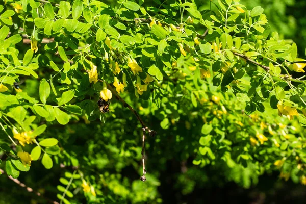 大黄蜂从相思树的黄色花朵中采集花蜜. — 图库照片
