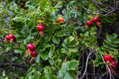 Çalının üzerinde bir köpek gülünün koyu kırmızı meyveleri..