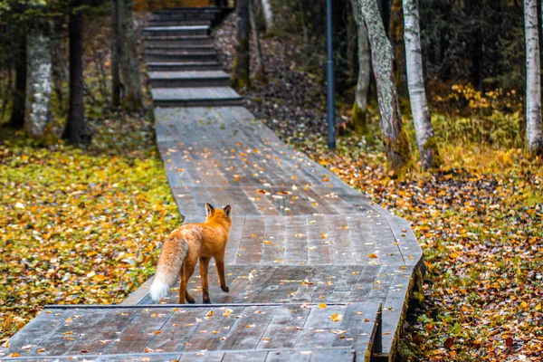 La volpe rossa si allontana lungo un sentiero di legno nella foresta autunnale. — Foto Stock