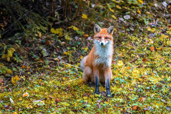В осеннем лесу сидит рыжая лиса. — стоковое фото
