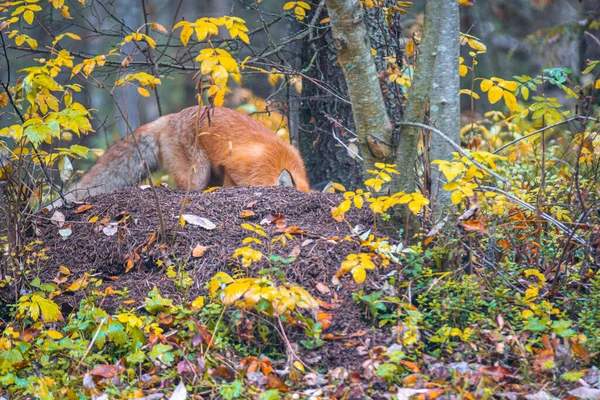 Красная лиса копает в осеннем лесу. — стоковое фото