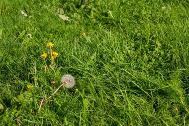 Yuvarlak beyaz bir karahindiba ve yazın çimlerde birkaç sarı karahindiba..