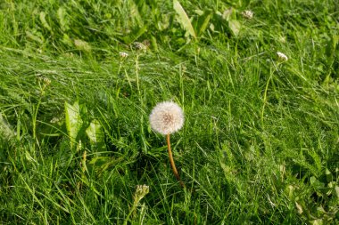 Yaz güneşinde çimlerin üzerinde yuvarlak beyaz bir karahindiba..
