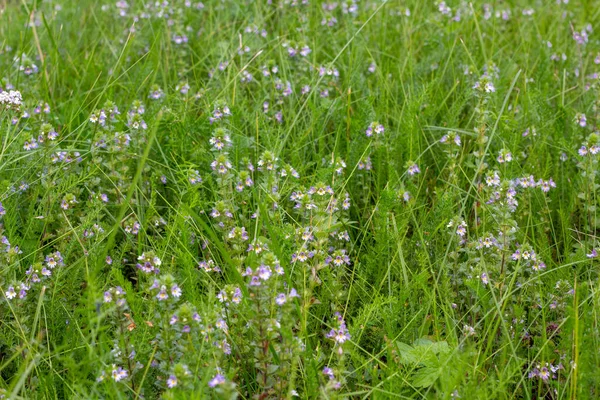 Маленькі фіолетові квіти в зеленій траві на літньому полі . — стокове фото