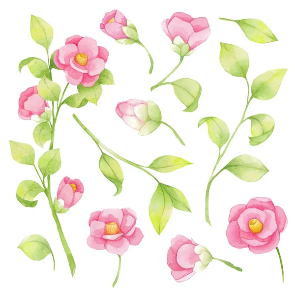 Zestaw Akwareli Różowe Kwiaty Zielona Gałąź Liście Elementy Izolowane Białym — Zdjęcie stockowe